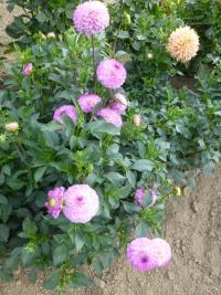 Dahlia     'Treby Dainty'  dalia roślina