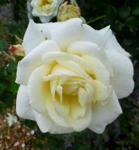 Rosa    'White Cockade'  róża kwiaty
