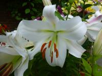 Lilie 'Zambesi' - OT hybridy
