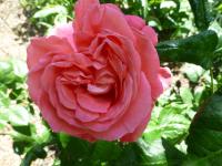 Rosa  'Kore'  róża kwiaty