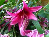 Lilium x hybridum   'Dark Romance'  lilia kwiaty