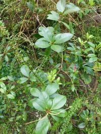 Pěnišník malajský (Rhododendron malayanum)