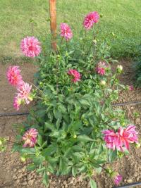 Jiřinka 'Mingus Tony' (Dahlia)