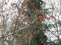 Hloh kožolistý (Crataegus x lavallei)