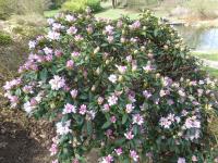 Pěnišník kavkazský 'Melpomene' (Rhododendron caucasicum)