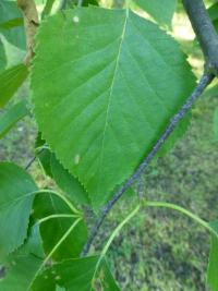 Bříza papírovitá (Betula papyrifera)