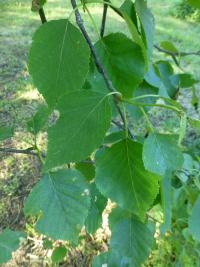 Bříza papírovitá - větévka s listy (Betula papyrifera)