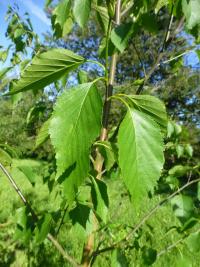Bříza papírovitá 'Renci' - větévka s listy (Betula papyrifera)
