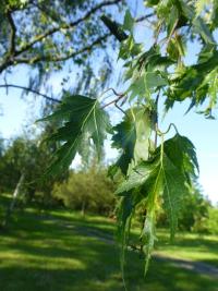 Bříza bělokorá 'Dalecarlica' (Betula pendula)