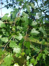 Bříza bělokorá 'Birkalensis' (Betula pendula)