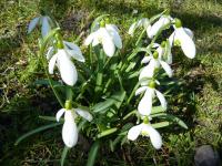 Snežienka jarná (Galanthus nivalis)
