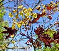 Javor mléč 'Faassen's Black' - větévka s květy (Acer platanoides)