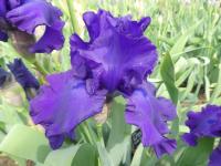 Kosatec 'Black Tie Affair' - Vysoké bradaté kosatce (Iris)