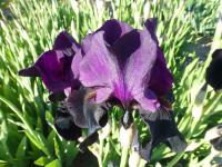 Iris barbata  'Sable Night'  Kosaciec bródkowy kwiaty