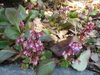 Bergénie 'Sunningdale' (Bergenia x hybrida)