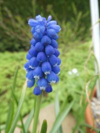 Modřenec Aucherův 'Dark Eyes' (Muscari aucheri)