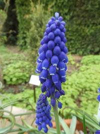 Modřenec arménský 'Marleen' (Muscari armeniacum)