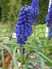 Modřenec arménský 'Marleen' (Muscari armeniacum)