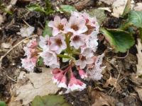 Bergénie 'Cyanea' (Bergenia x hybrida)
