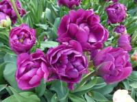 Tulipán 'Double Negrita' - Plné pozdní tulipány (Tulipa)