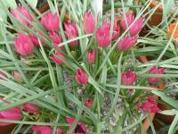 Tulipán Doerflerův 'Little Beauty' - Ostatní botanické tulipány (Tulipa orphanidea)