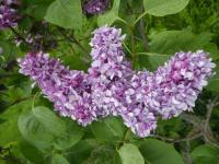 Šeřík obecný 'Alexander Hamilton' (Syringa vulgaris)