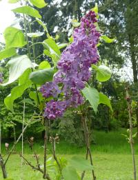 Šeřík obecný 'Gilbert' (Syringa vulgaris)