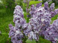 Šeřík obecný 'Jessie Gardner' (Syringa vulgaris)