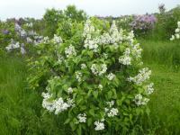 Šeřík obecný 'Joan Dunbar' (Syringa vulgaris)