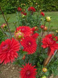 Jiřinka 'Korsarz' (Dahlia)