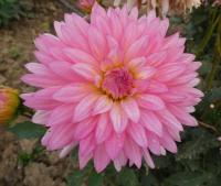 Jiřinka 'Extase' (Dahlia)