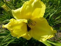 Denivka 'Girl Scout' (Hemerocallis)
