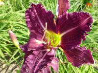 Denivka 'Isolde' (Hemerocallis)
