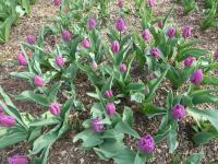 Tulipán 'Attila' - Triumph tulipány (Tulipa)