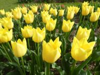 Tulipán 'Friendship' - Triumph tulipány (Tulipa)