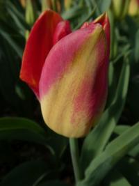Tulipán 'Match' - Triumph tulipány (Tulipa)