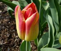 Tulipán 'Match' - Triumph tulipány (Tulipa)