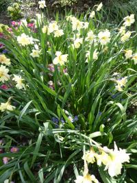 Narcis 'Cassata' - Collar narcisy (Narcissus)