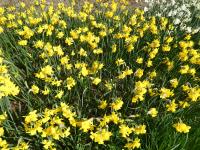 Narcis 'Quail' - Jonquilla narcisy (Narcissus)