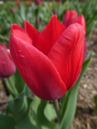 Tulipán 'Deshima' - Triumph tulipány (Tulipa)