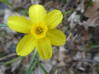 Narcis trojmužný 'Hawera' (Narcissus triandrus)