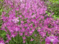Smolnička obecná 'Atropurpurea' (Lychnis viscaria)