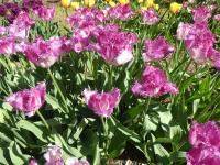 Tulipán 'Eyelash' - Třepenité tulipány (Tulipa)