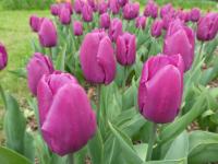 Tulipán 'Purple Prince' - Jednoduché rané tulipány (Tulipa)