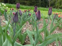 Tulipán 'Havran' - Triumph tulipány (Tulipa)
