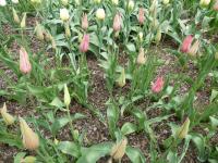 Tulipán 'Mariette' - Liliokvěté tulipány (Tulipa)