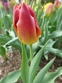 Tulipán 'Amber Glow' - Triumph tulipány (Tulipa)