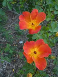 Růže žlutá 'Austrian Copper' (Rosa foetida)