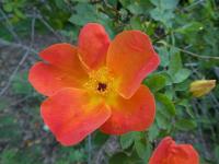 Růže žlutá 'Austrian Copper' (Rosa foetida)