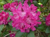 Pěnišník 'Donar' (Rhododendron)